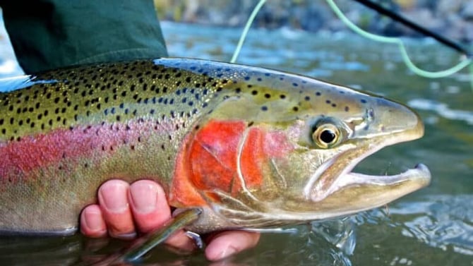Fly Fishing near Blue Ridge, GA: Hook a Trophy Rainbow Trout